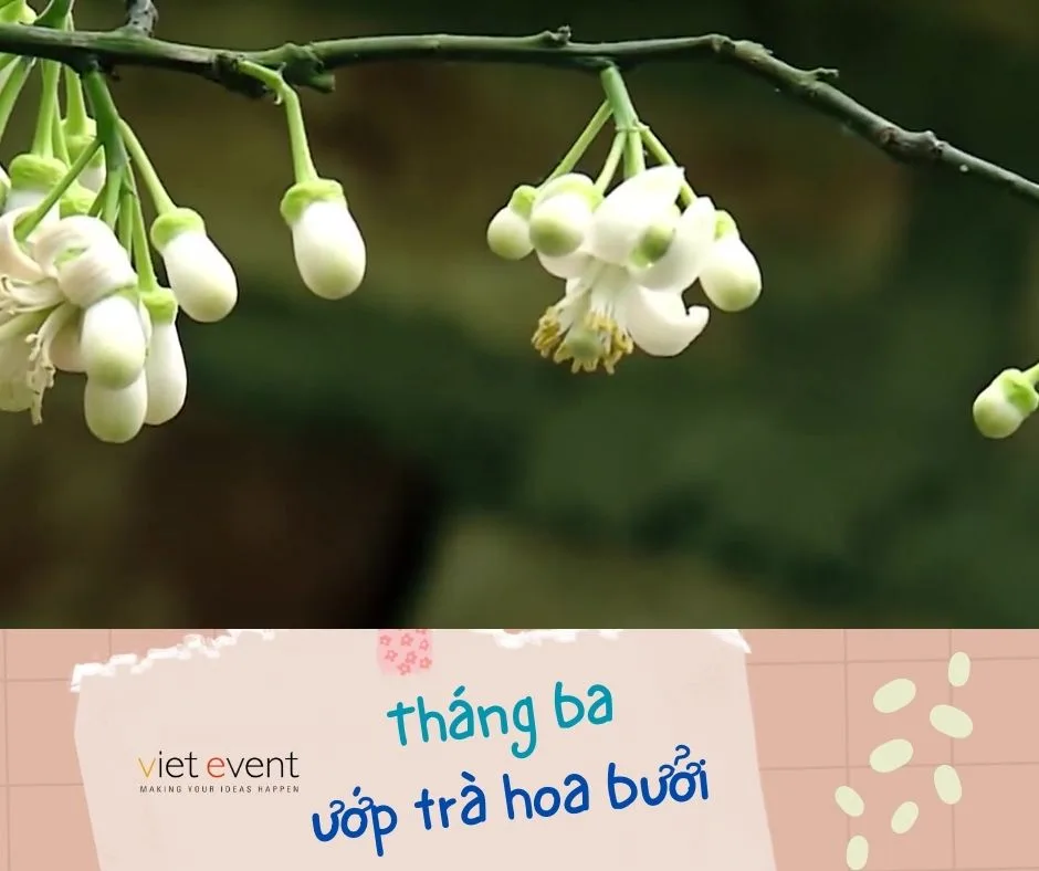 Tháng ba ướp trà hoa bưởi I Nét đẹp dân gian I VTV1 ĐTHVN